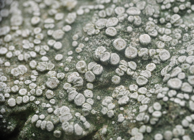 Ochrolechia parella - Lichene dalle colline del Chianti